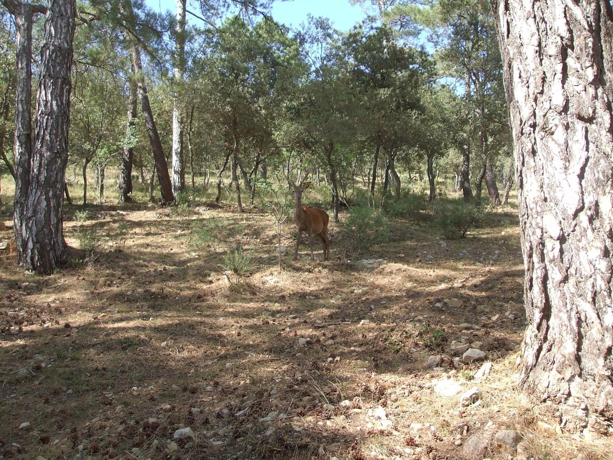 Alojamientos Pena Del Rey Cazorla Εξωτερικό φωτογραφία